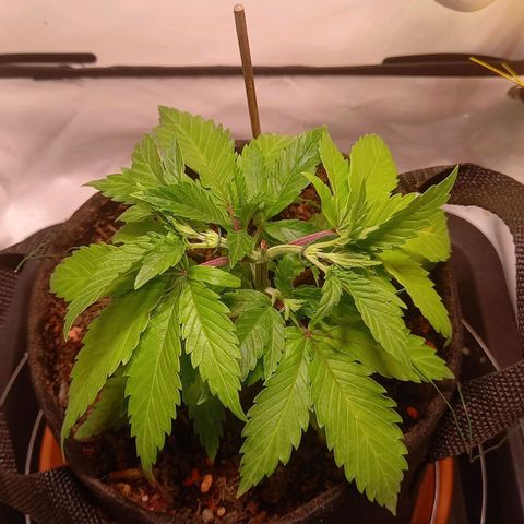 Shy Orange I growlog timeline photo