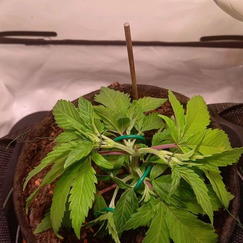Shy Orange I growlog timeline photo