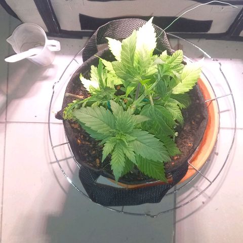 Shy Orange I growlog timeline photo