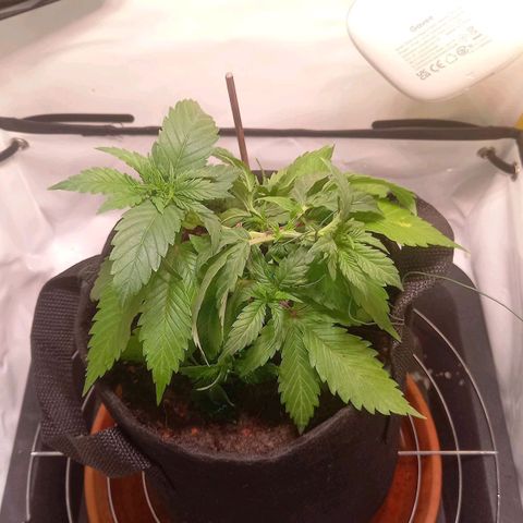 Shy Orange I growlog timeline photo