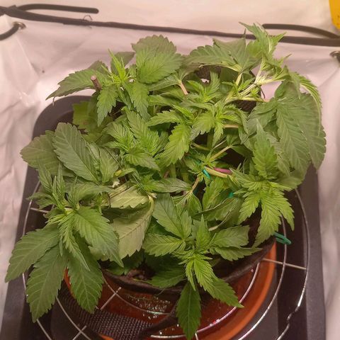 Shy Orange I growlog timeline photo