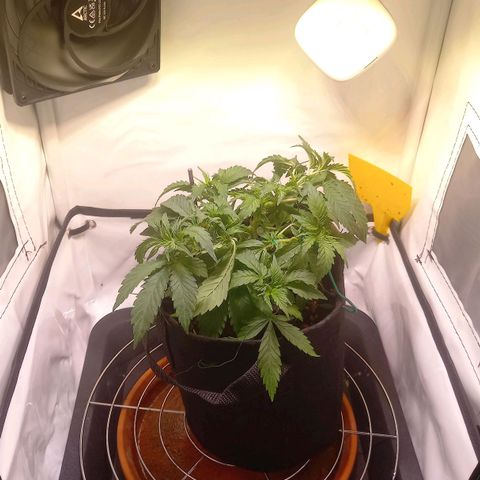 Shy Orange I growlog timeline photo