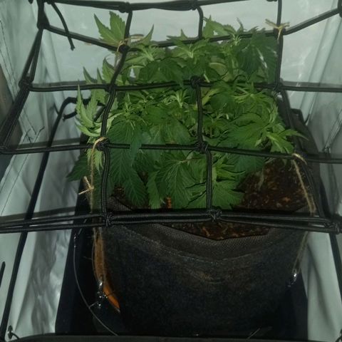 Shy Orange I growlog timeline photo