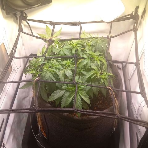 Shy Orange I growlog timeline photo