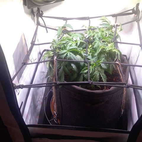 Shy Orange I growlog timeline photo