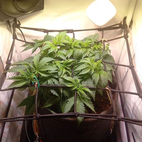 Shy Orange I growlog timeline photo