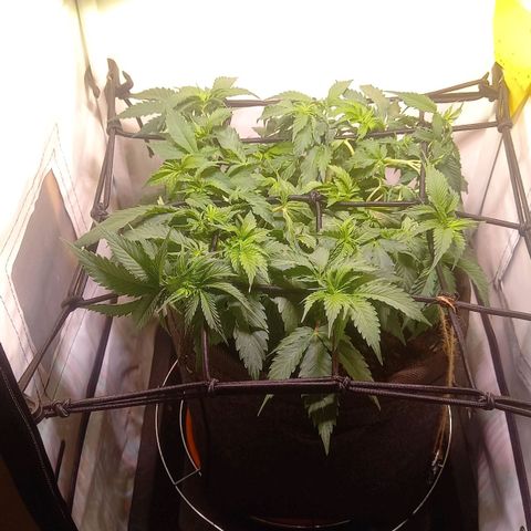 Shy Orange I growlog timeline photo