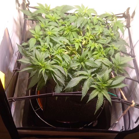 Shy Orange I growlog timeline photo