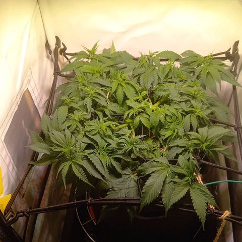 Shy Orange I growlog timeline photo