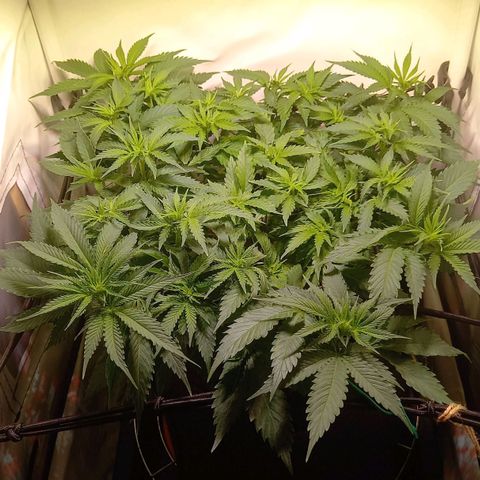 Shy Orange I growlog timeline photo
