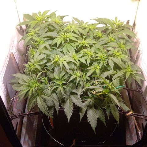 Shy Orange I growlog timeline photo