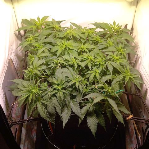 Shy Orange I growlog timeline photo