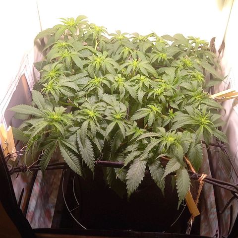 Shy Orange I growlog timeline photo