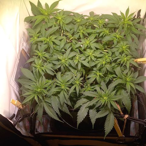 Shy Orange I growlog photo: Nach Entlauben