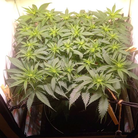 Shy Orange I growlog timeline photo