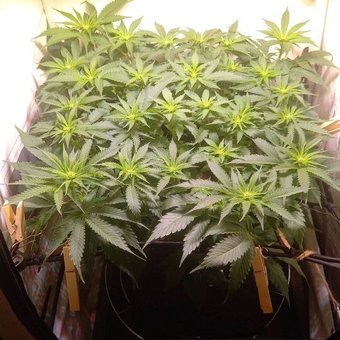Shy Orange I growlog timeline photo