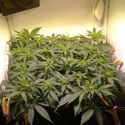 Shy Orange I growlog timeline photo