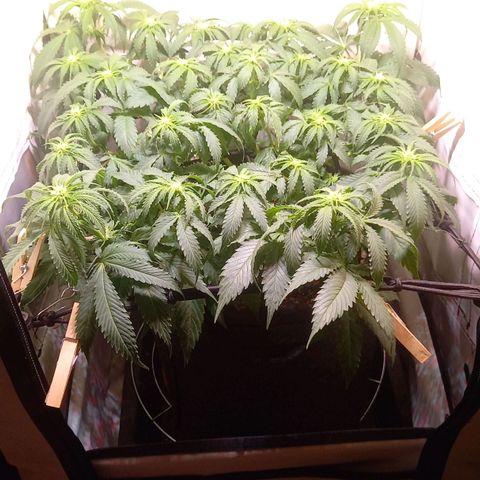 Shy Orange I growlog timeline photo