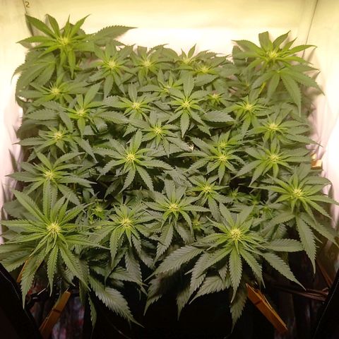 Shy Orange I growlog timeline photo
