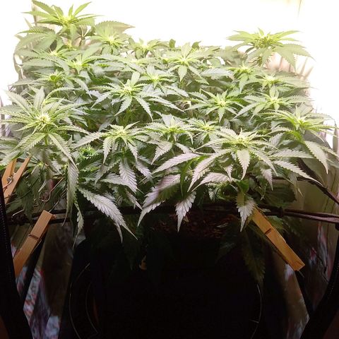 Shy Orange I growlog timeline photo