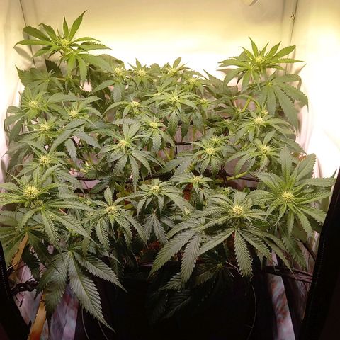 Shy Orange I growlog timeline photo
