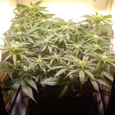 Shy Orange I growlog timeline photo