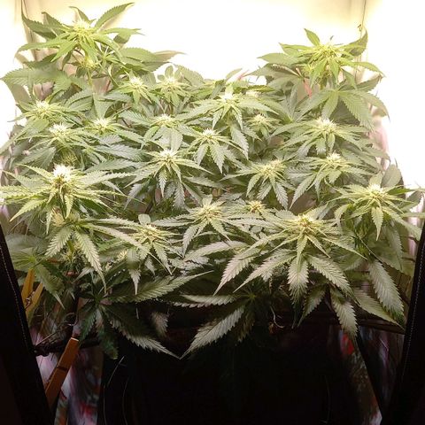 Shy Orange I growlog timeline photo