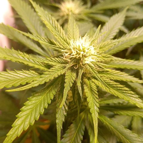 Shy Orange I growlog timeline photo