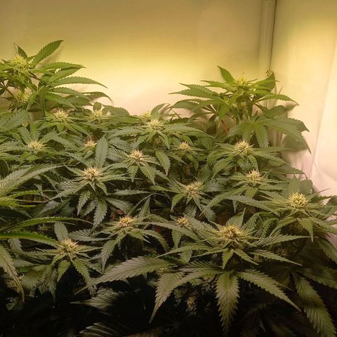 Shy Orange I growlog timeline photo