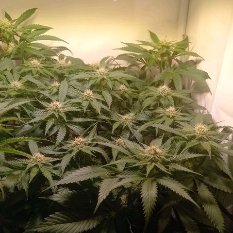 Shy Orange I growlog timeline photo