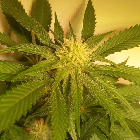 Shy Orange I growlog timeline photo