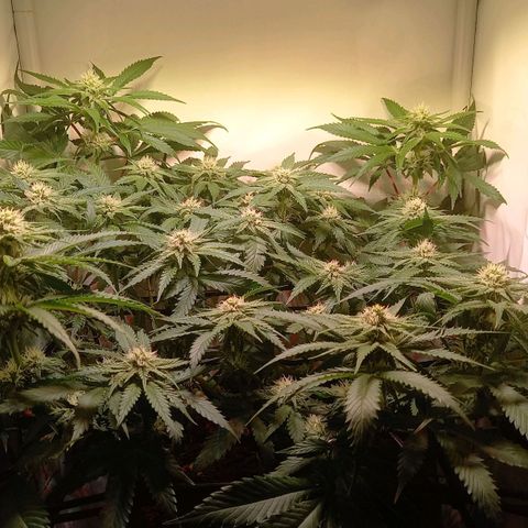 Shy Orange I growlog timeline photo