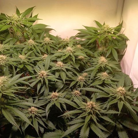 Shy Orange I growlog timeline photo