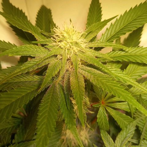 Shy Orange I growlog timeline photo