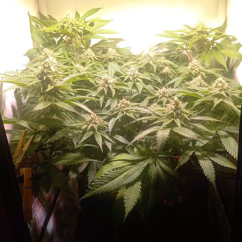 Shy Orange I growlog timeline photo