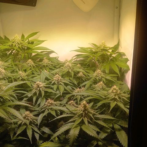 Shy Orange I growlog timeline photo
