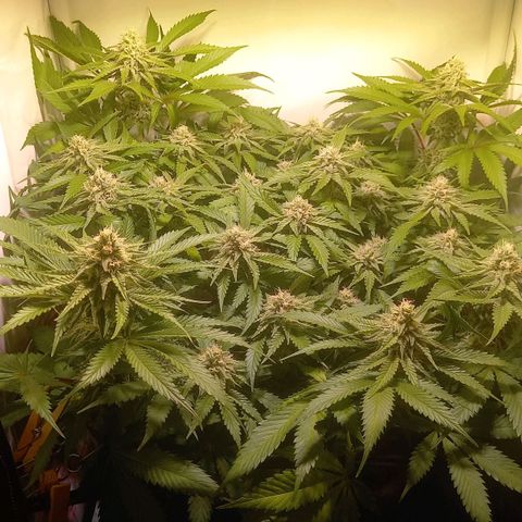 Shy Orange I growlog timeline photo