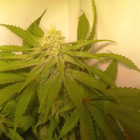 Shy Orange I growlog timeline photo