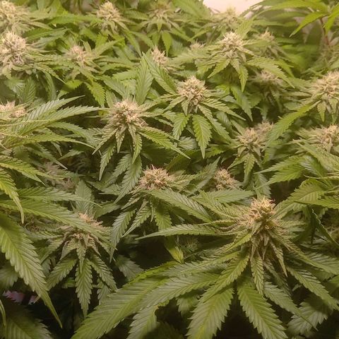 Shy Orange I growlog timeline photo