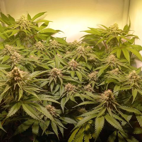 Shy Orange I growlog timeline photo