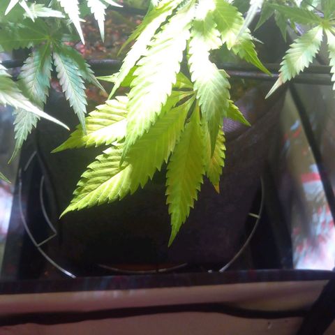 Shy Orange I growlog timeline photo