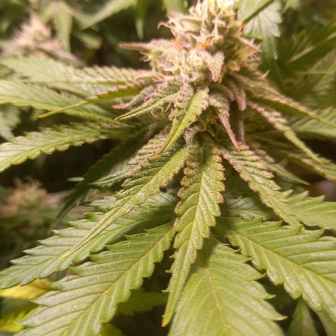 Shy Orange I growlog timeline photo