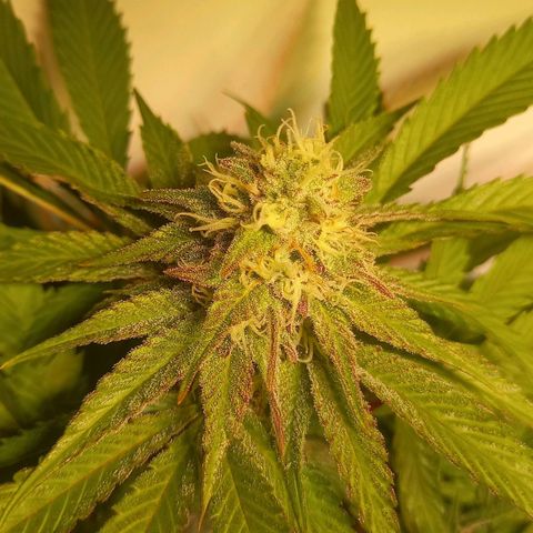 Shy Orange I growlog timeline photo