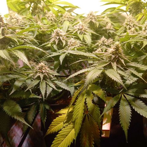 Shy Orange I growlog timeline photo