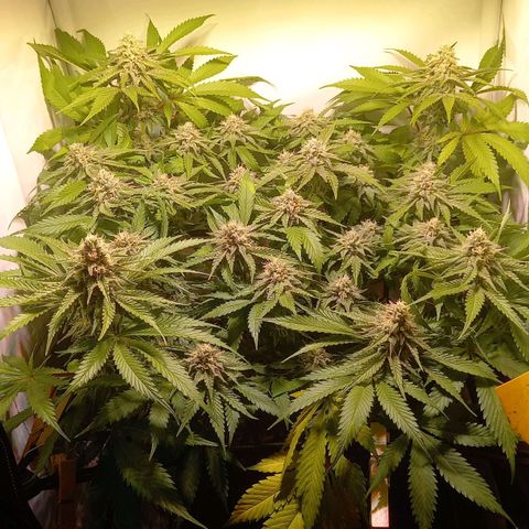 Shy Orange I growlog timeline photo