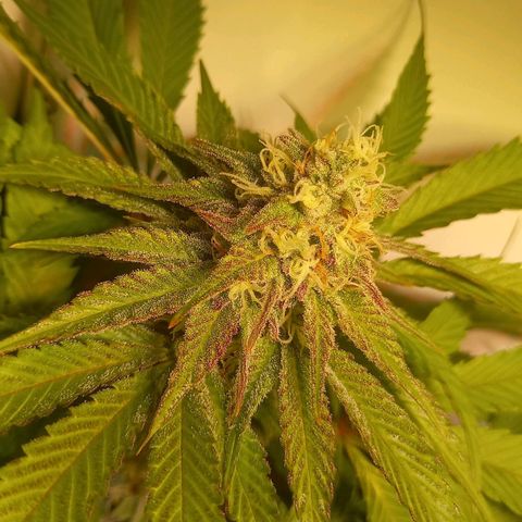 Shy Orange I growlog timeline photo
