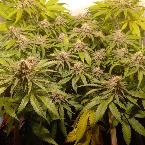 Shy Orange I growlog timeline photo