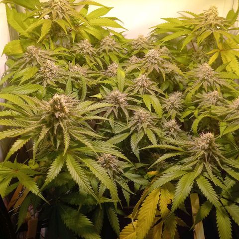 Shy Orange I growlog timeline photo