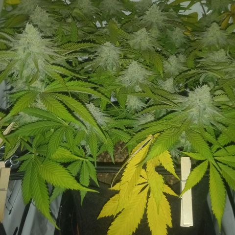 Shy Orange I growlog timeline photo