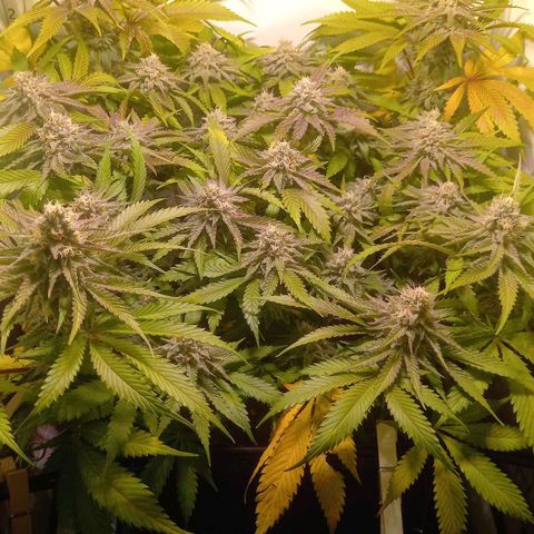 Shy Orange I growlog timeline photo